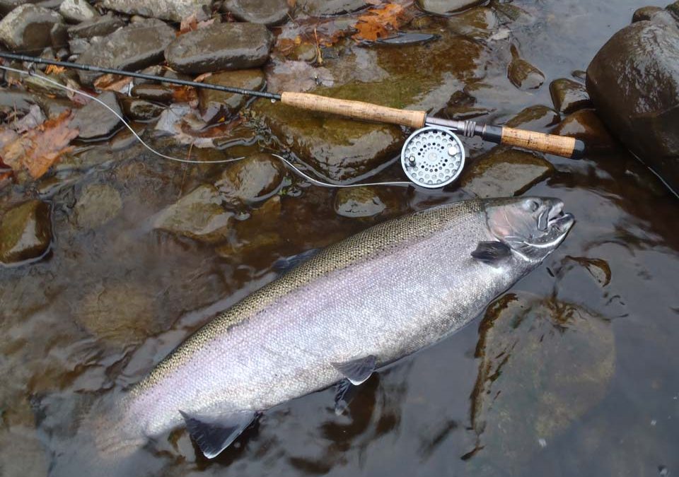 Steelhead Fishing New York’s Salmon River
