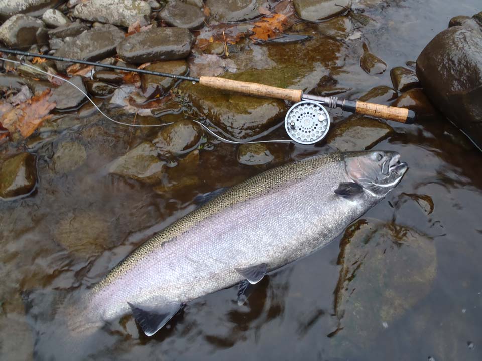 Steelhead trout fishing on the Salmon River, New York