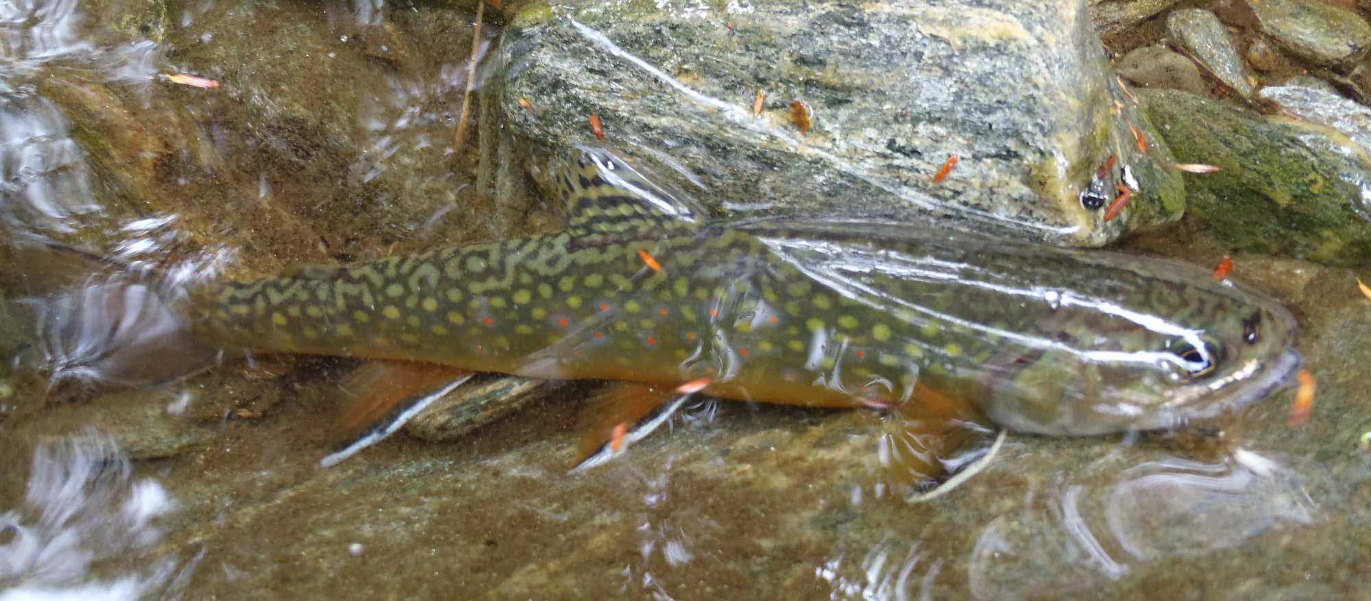 Stowe area Vermont, Guided brook trout fishing tours