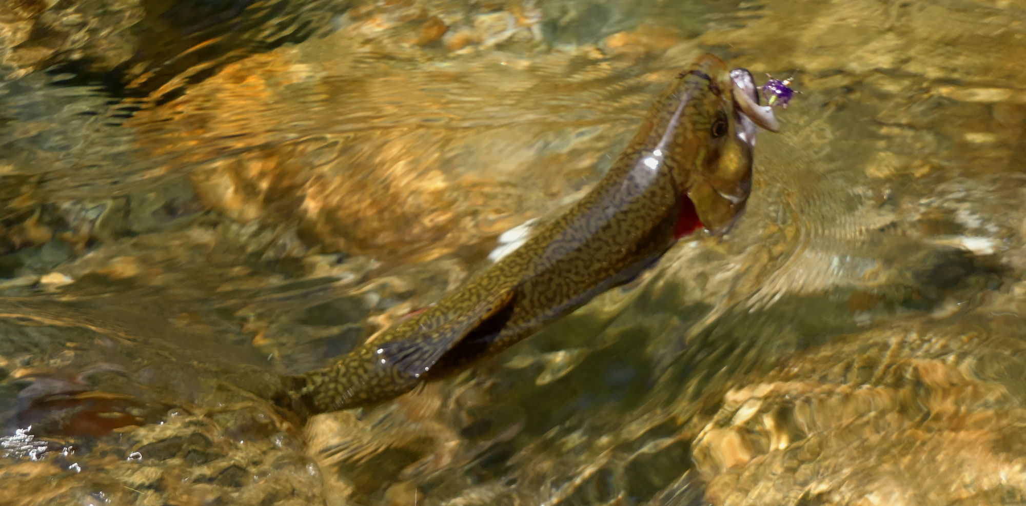 Fly Fishing for Rapid River Brook Trout - Fly Fisherman